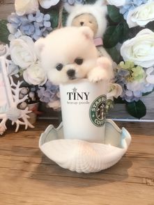 teacup翻译，teacup head下载