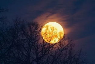 春江花朝秋月夜是什么意思