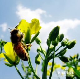采蜜本图片，采蜜本格式图片