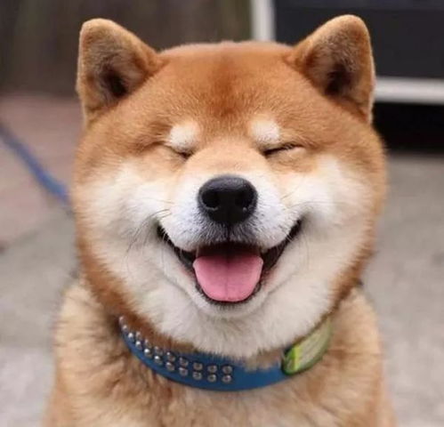 憨笑表情包，憨笑怎么幽默回复她