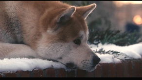 忠犬八公的故事观后感400字，忠犬八公的故事观后感200字