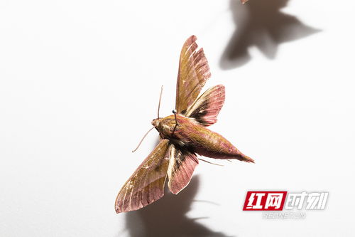 红天蛾值钱吗