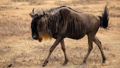 wildebeests怎么读