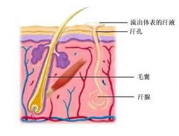 汗腺切除可以根除狐臭吗，汗腺分泌旺盛怎么办