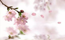 “桃花一簇开无主,可爱深红爱浅红。”