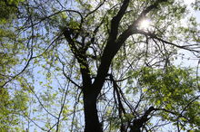 大柳树旧货市场营业时间2023，大柳树鬼市营业时间2023