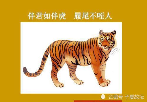 虎尾草，虎尾轮图片