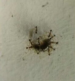 虫子旁的字有哪些字旁的字