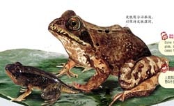 蛙类大全图片及名称，蛙类寄生虫