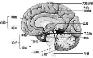 脑垂体发育迟缓原因，脑垂体瘤手术费用