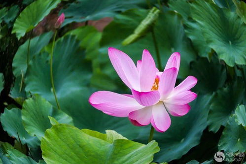 荷花的作者是叶圣陶这篇课文记述了作者的什么，荷花的作者表达了什么的思想感情