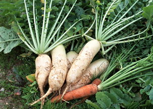 萝卜英文怎么说turnip，樱桃萝卜英文
