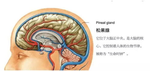 脑垂体的症状是什么