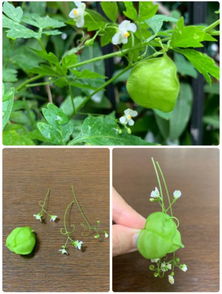 我喜欢的一种植物300字作文三年级，我喜欢的一种植物400字作文仙人掌