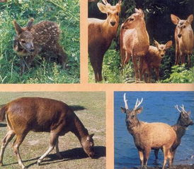 獐的拼音和词语