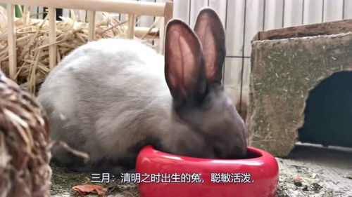 十二岁属兔哪年出生的，属兔哪年出生的90后