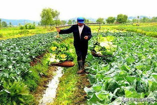 爷爷的菜园作文350字，爷爷的菜园子