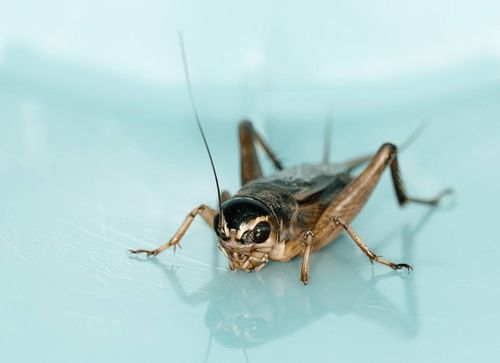 油葫芦是什么?