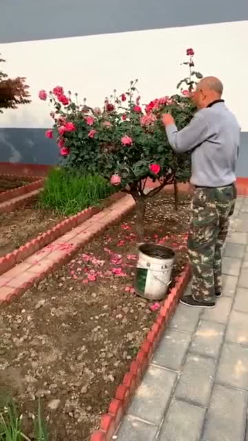 爷爷的菜园子作文