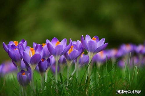 番红花的花语和寓意