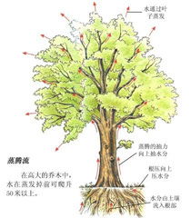 蒸腾作用的意义，蒸腾的拼音