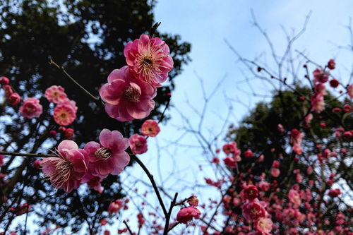腊梅花作文400字
