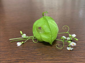 我喜欢的植物作文