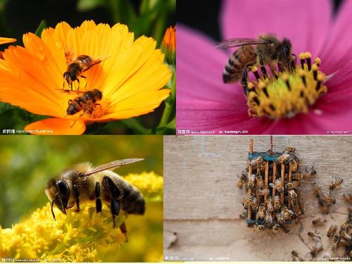 蜜蜂引路是几年级的课文