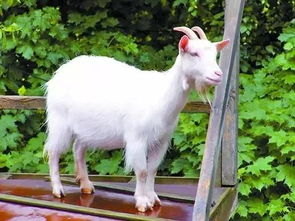 梦见山羊攻击我，梦见山羊跑到自己家里