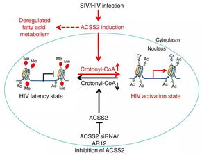 表观密度是什么意思，表观遗传属于可遗传变异吗