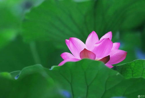 荷花的作者是谁?