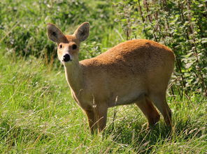 獐子岛，獐子是几级保护动物