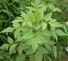柳叶鬼针草竹叶益母草能不能在一起煎水可以喝吗?