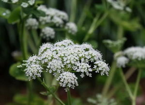 野前胡 肿瘤，野前胡多少钱一斤