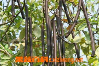 山扁豆能生吃吗