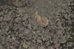 洒落与撒落的区别