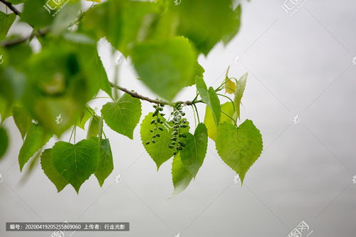 乌桕叶子图片，乌桕叶煮水洗澡的功效