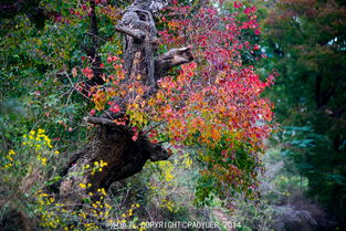 乌桕叶可以内服吗