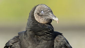 vulture秃鹫怎么读，vultures翻译