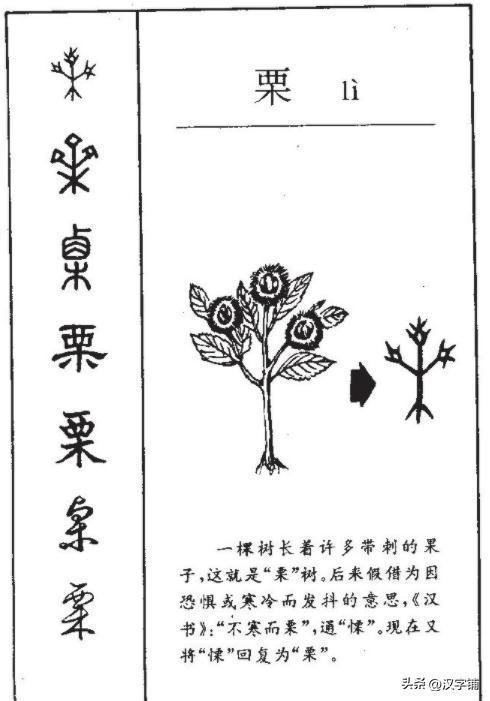 栗组词语有哪些词语，栗的组词是什么