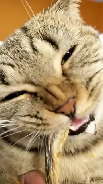 小猫吃鱼看图写话，小猫吃鱼刺卡了怎么办