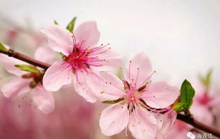 桃花有何寓意