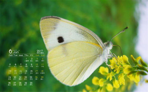 菜粉蝶是益虫还是害虫，菜粉蝶的蛹