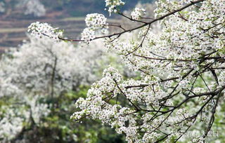 梨花什么季节开花春夏秋冬(梨花开放时间是几月份)