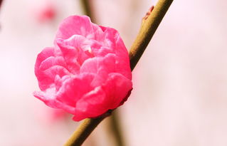 哝哝囔囔是什么意思?，哝哝囔囔