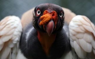 Vulture英文怎么读?