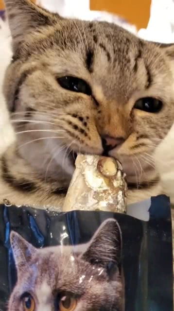 小猫吃鱼,小猫在哪里吃鱼?加动作和地点