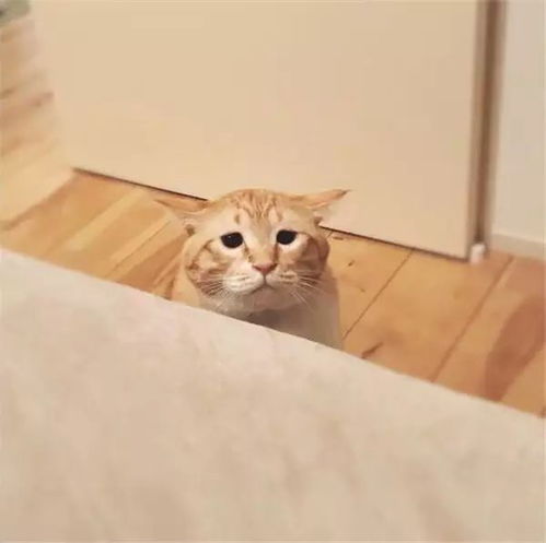 guppy是什么意思