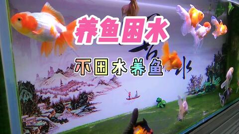 养鱼记欧阳修，养鱼记欧阳修文言文翻译