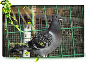 鸽子的鸽可以组什么词语